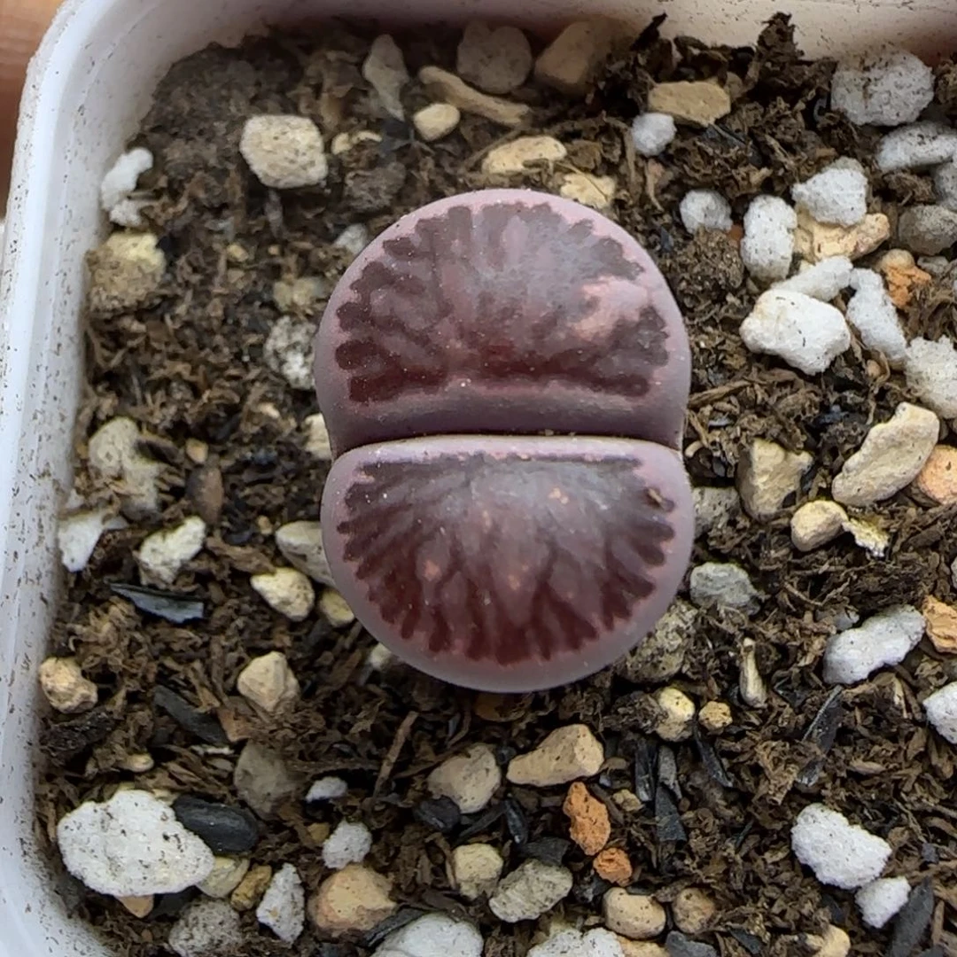 434 生石花大棚直播