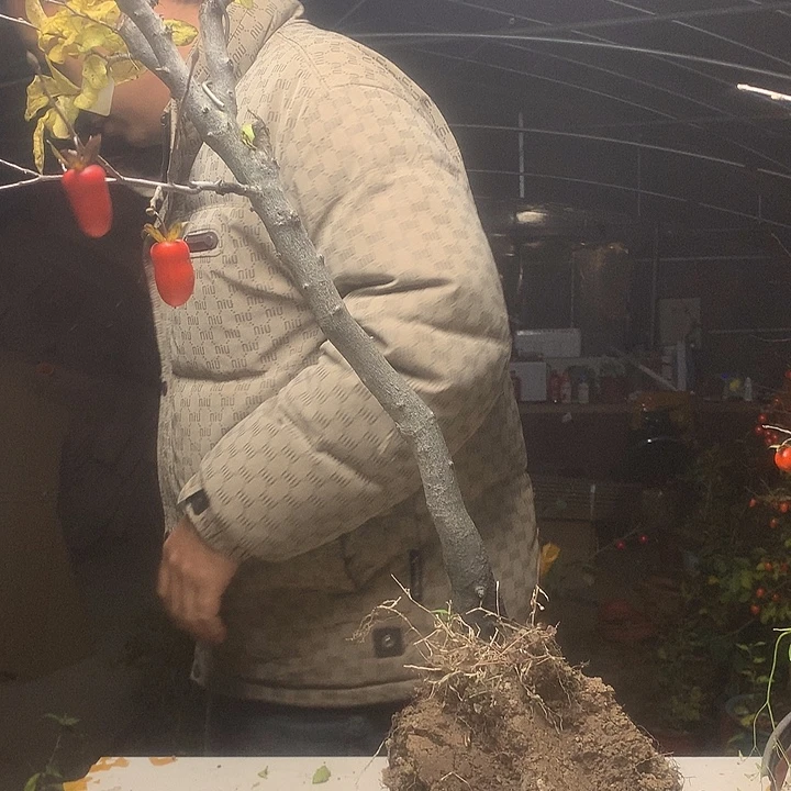 苏***健无花朵我们的目标