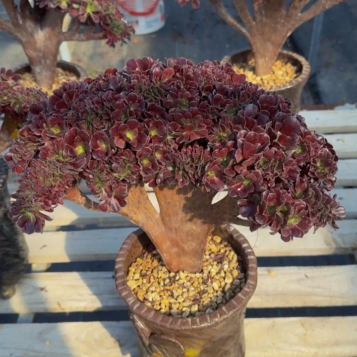 特特特特特特透明093