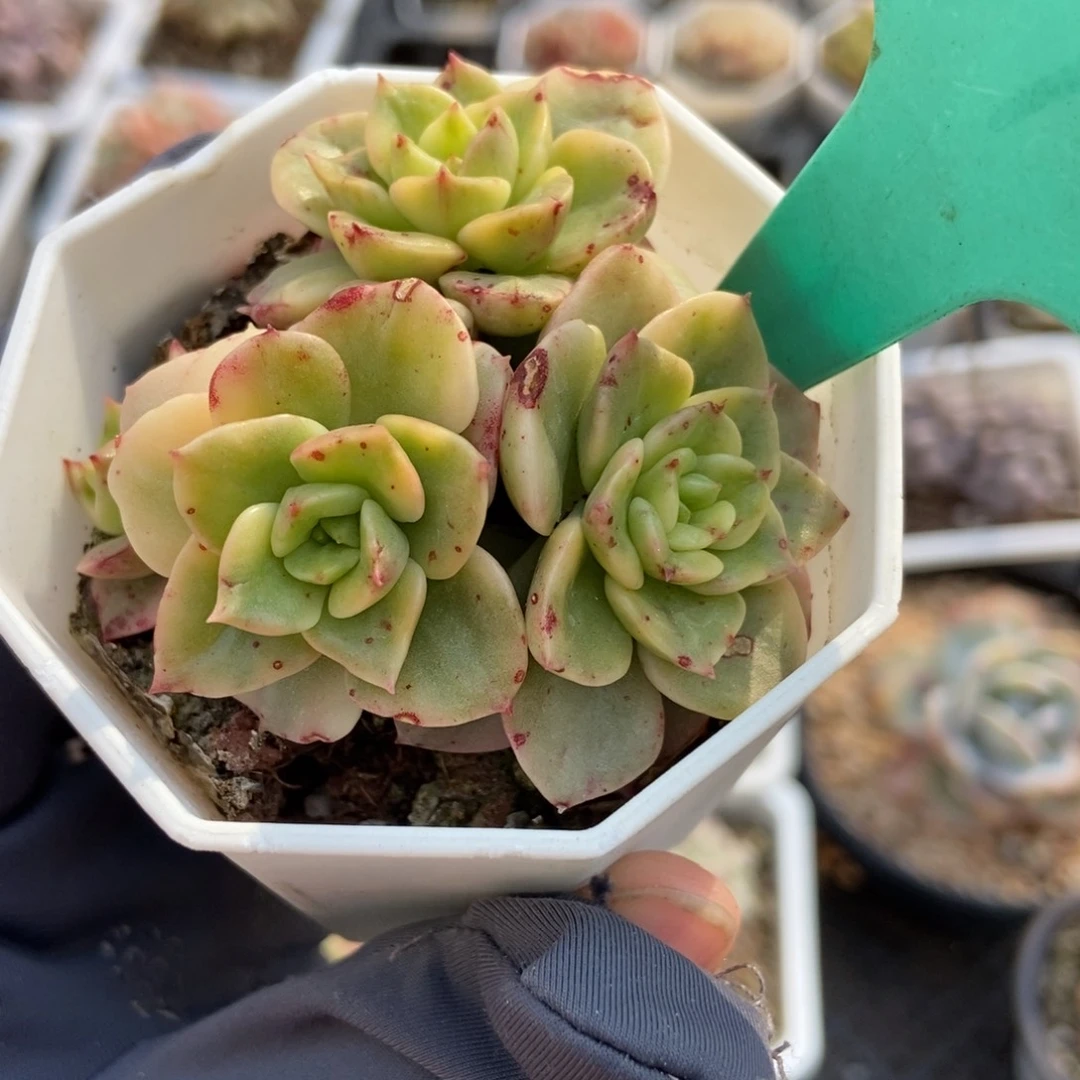 1870辣牡丹锦多肉植物