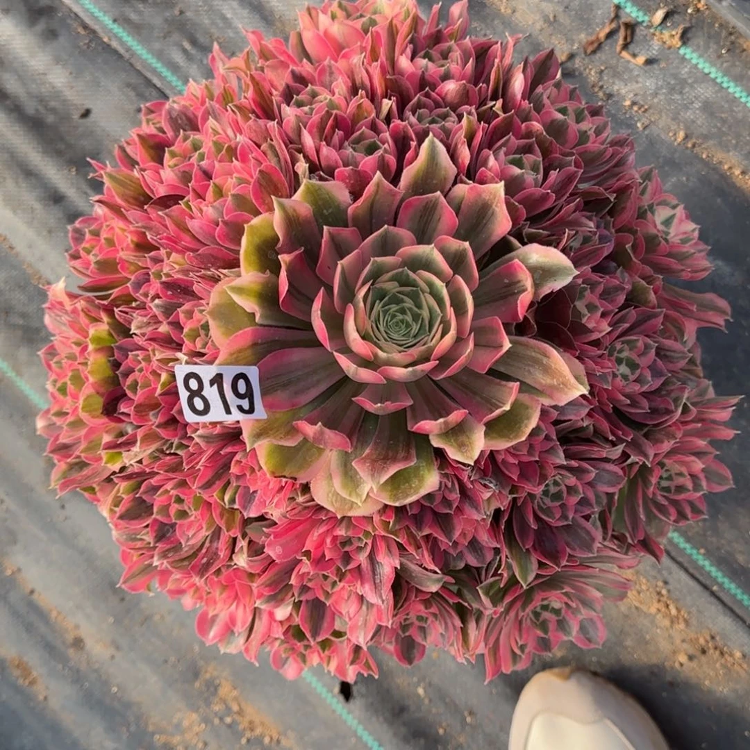 819男神多肉植物