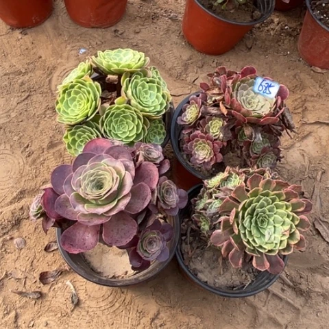 685多肉植物组合，
