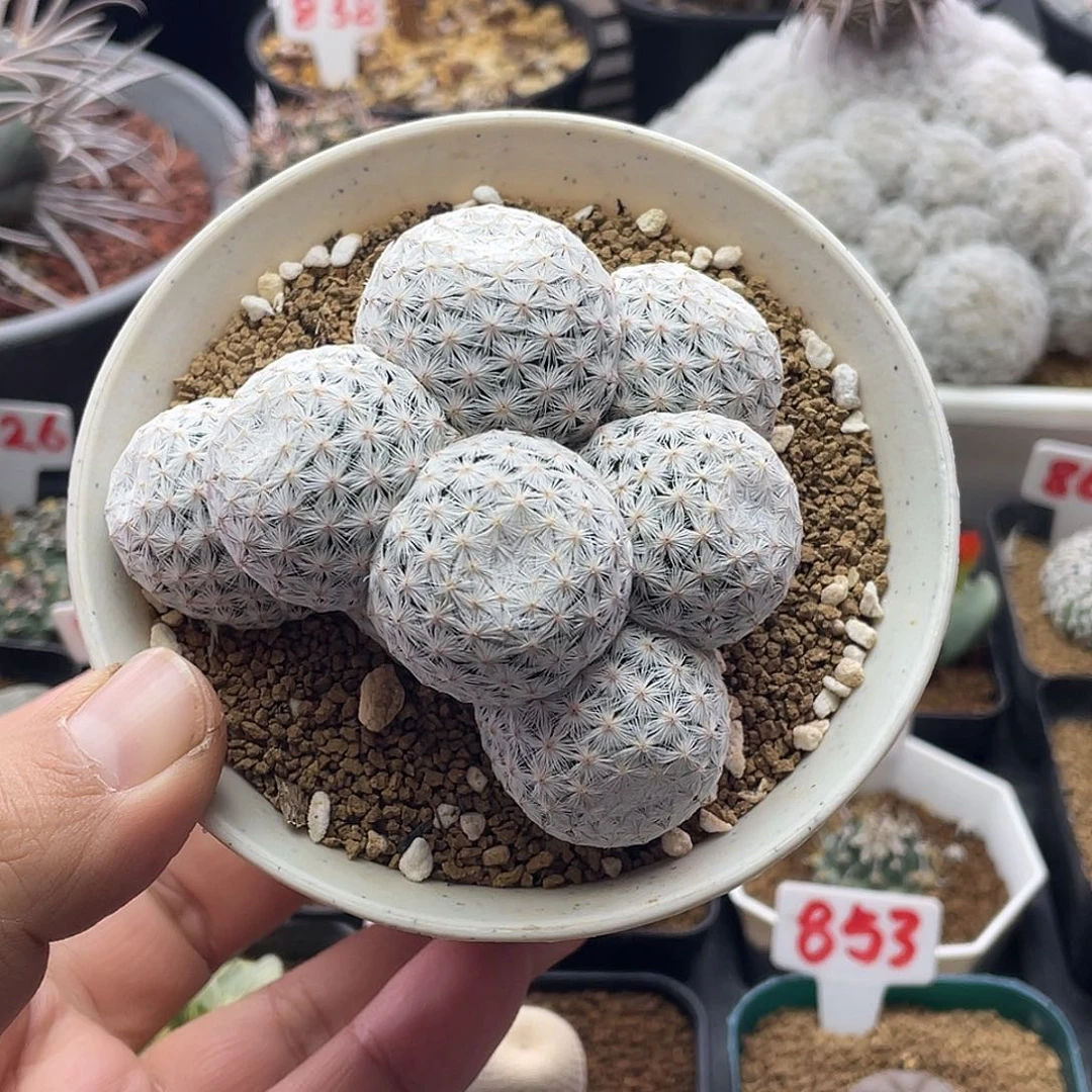 7头日系大玉白鸟仙人球