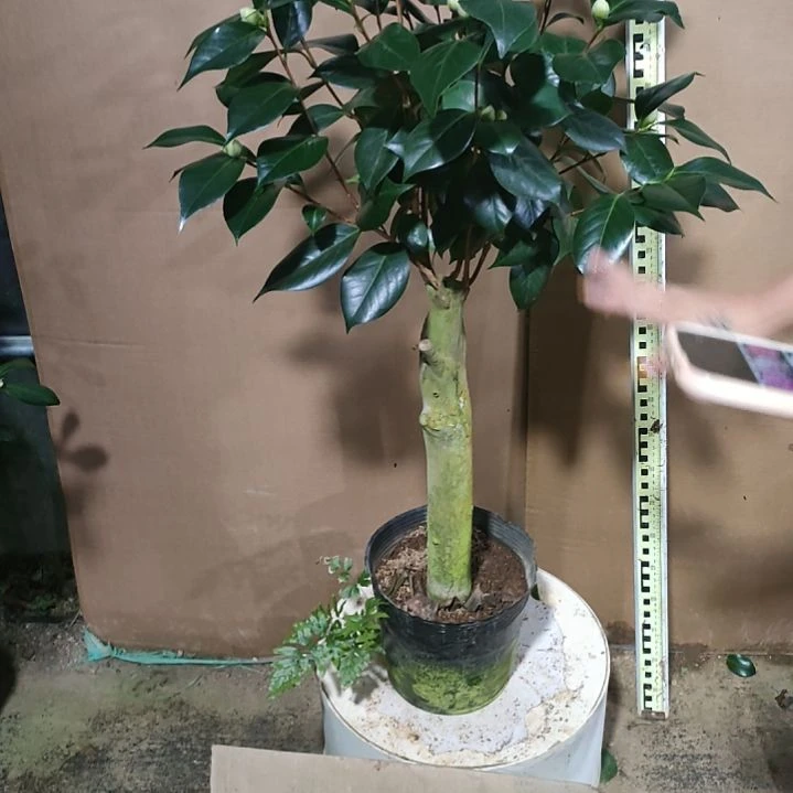 458七仙女，原盆原土发货，不包邮