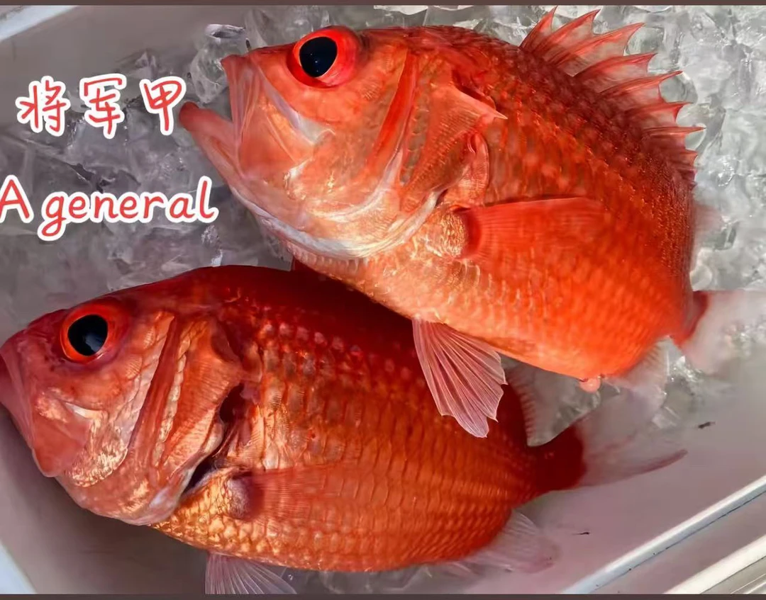 广东汕尾本港海捕纯野生将军甲