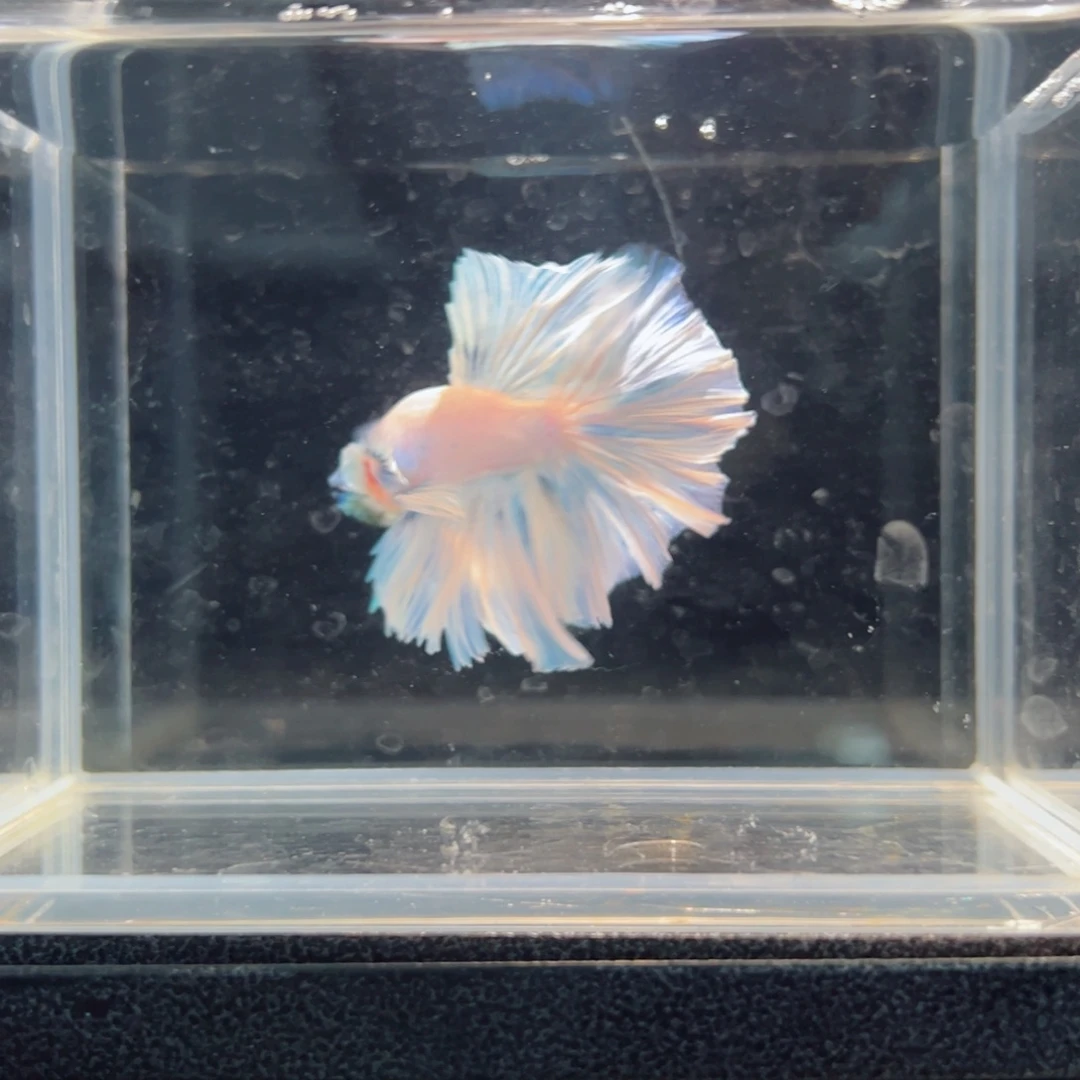 斗鱼浅色仙仙裙特殊尾