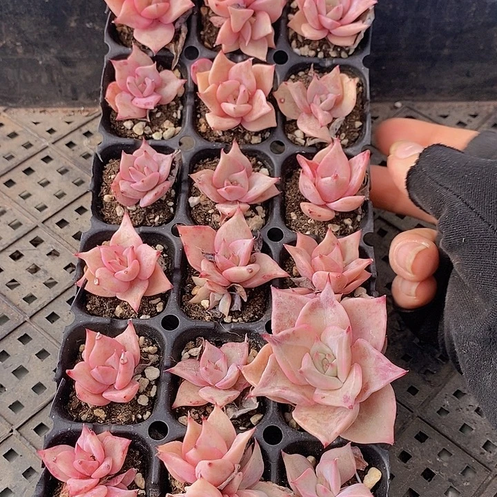 97 多肉植物盆栽花卉