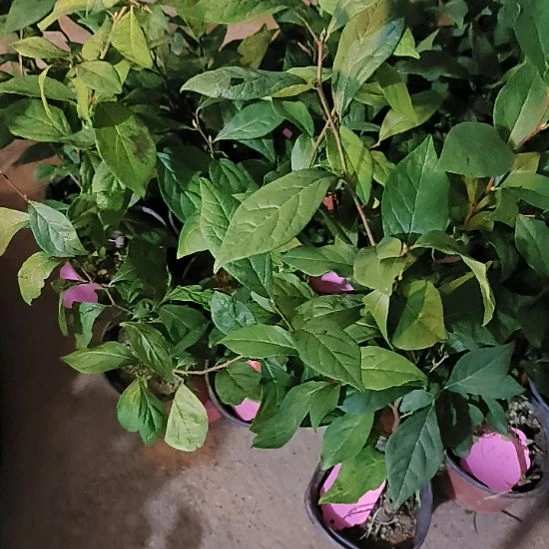 无花朵919金弹子嫁接