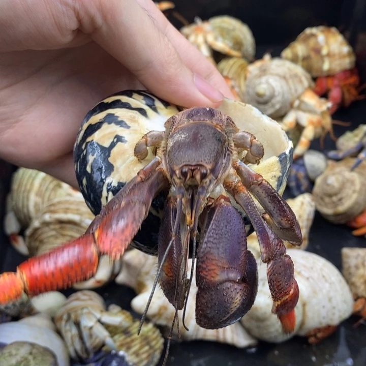 4.5口巨无霸西伯利斯