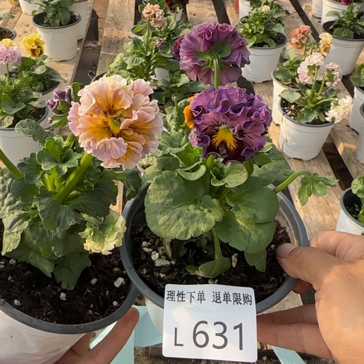 我***歌无花朵L631两棵一组小苗零下5勿拍