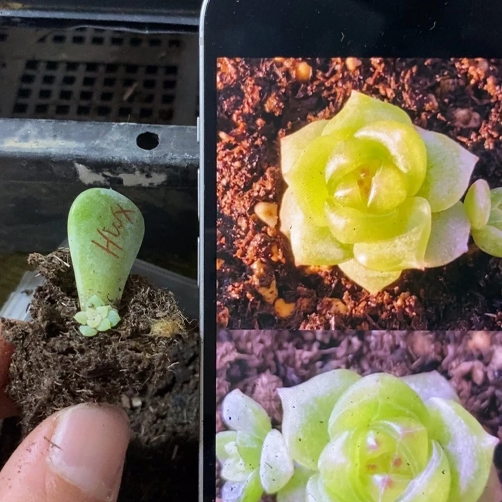 穴盘甜心海王星芽苗一个