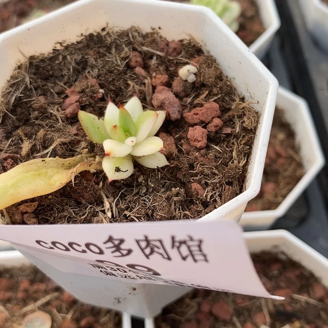 99玛利亚锦多肉植物哇啦塞