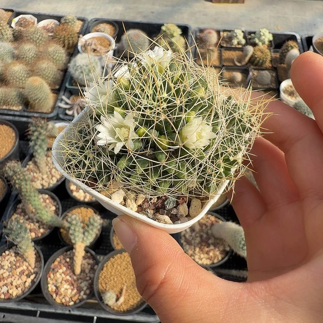 实生乳突群生脱土发货