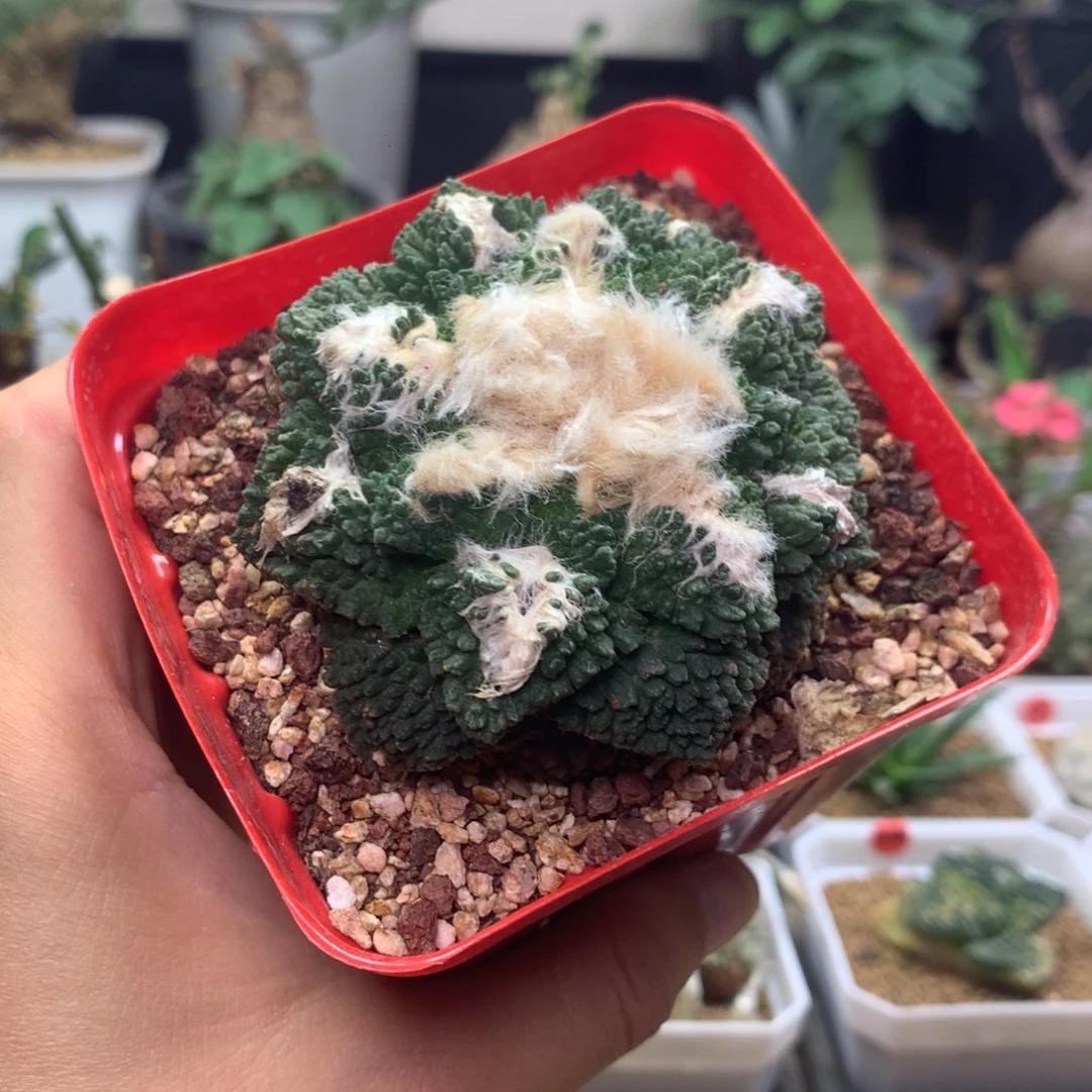 蓉***自根哥斯拉牡丹带盆多肉