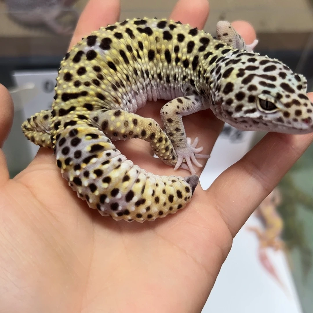 豹纹守宫豹纹守宫