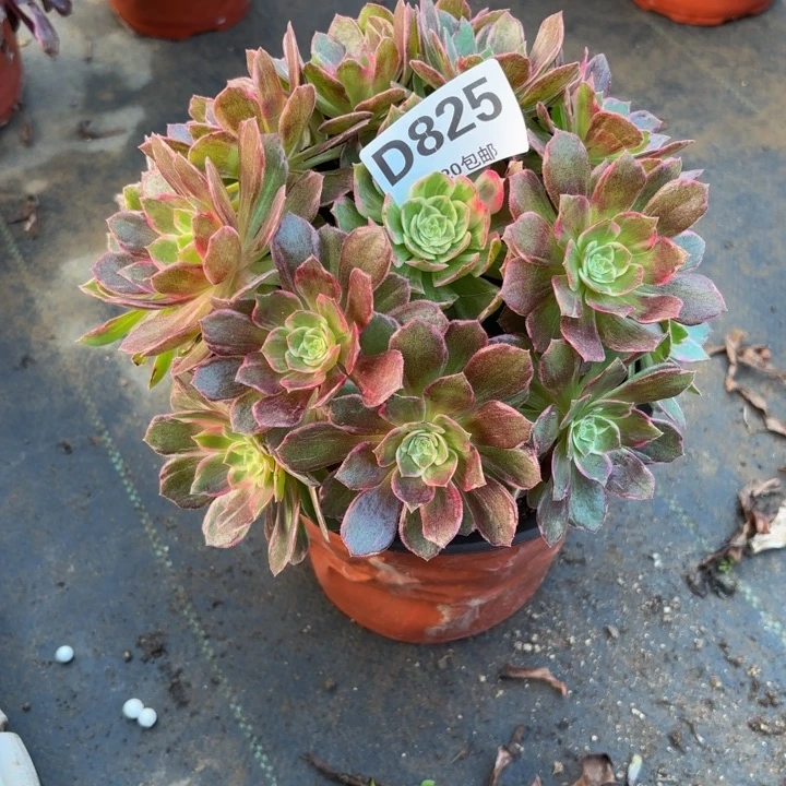 瑞妈多肉园艺825万花筒，