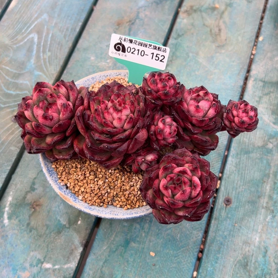 多肉一物一拍0210-152