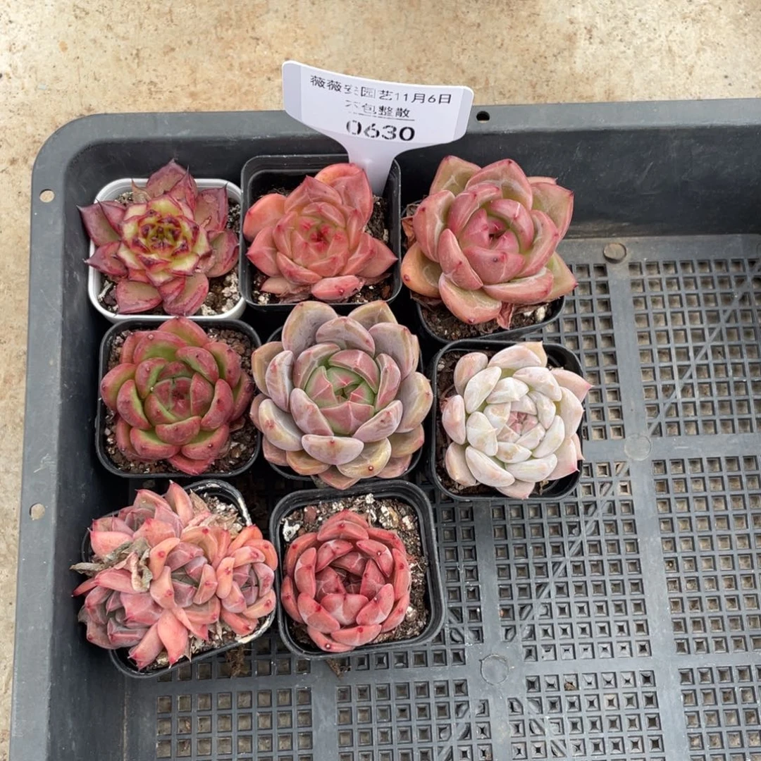 不包整散 盆子不售后0630