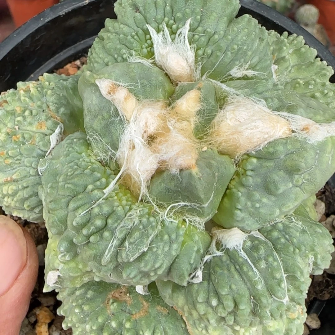 无花朵泰系满怒萝卜根带锦472