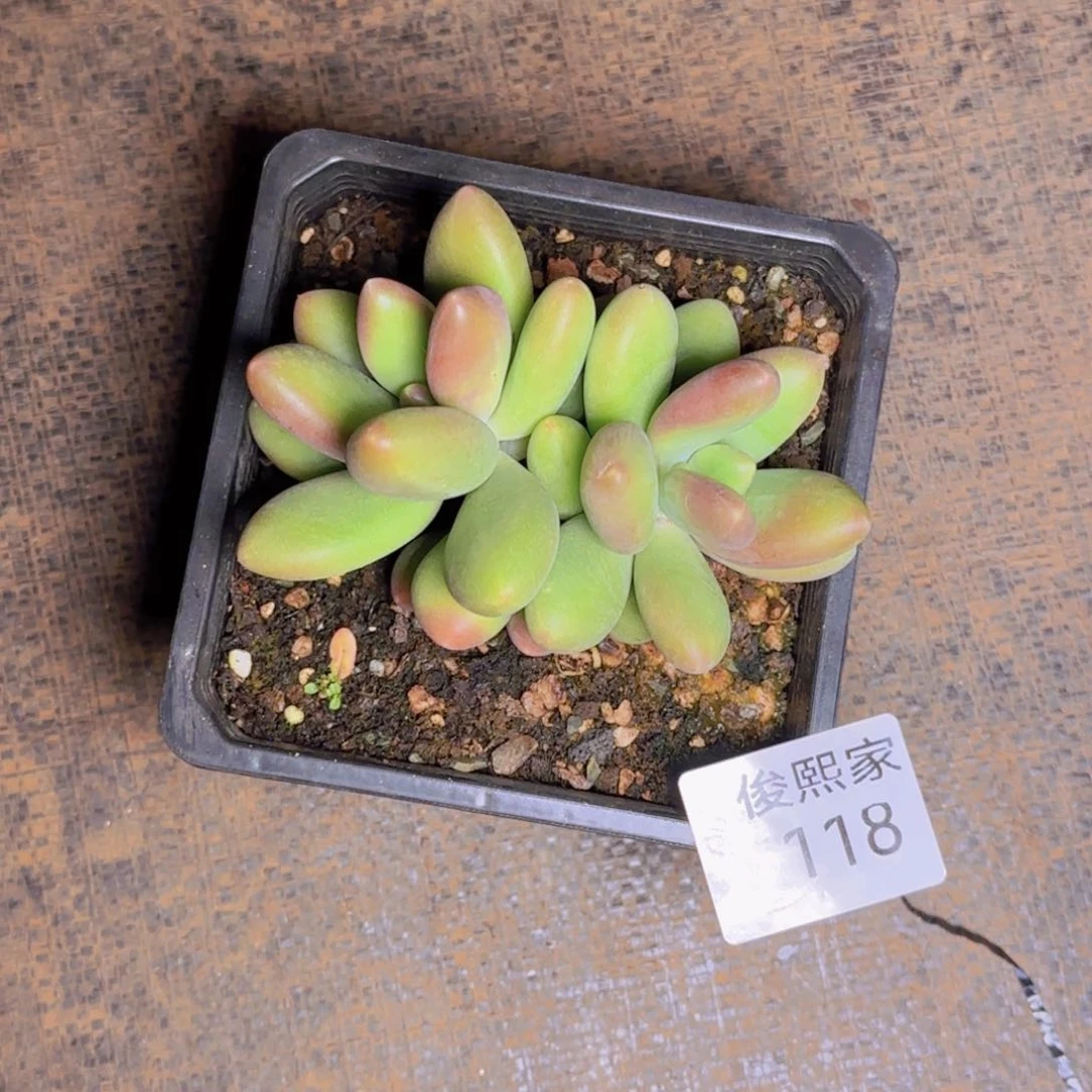 双****圈双鱼座甜甜圈发货1111111