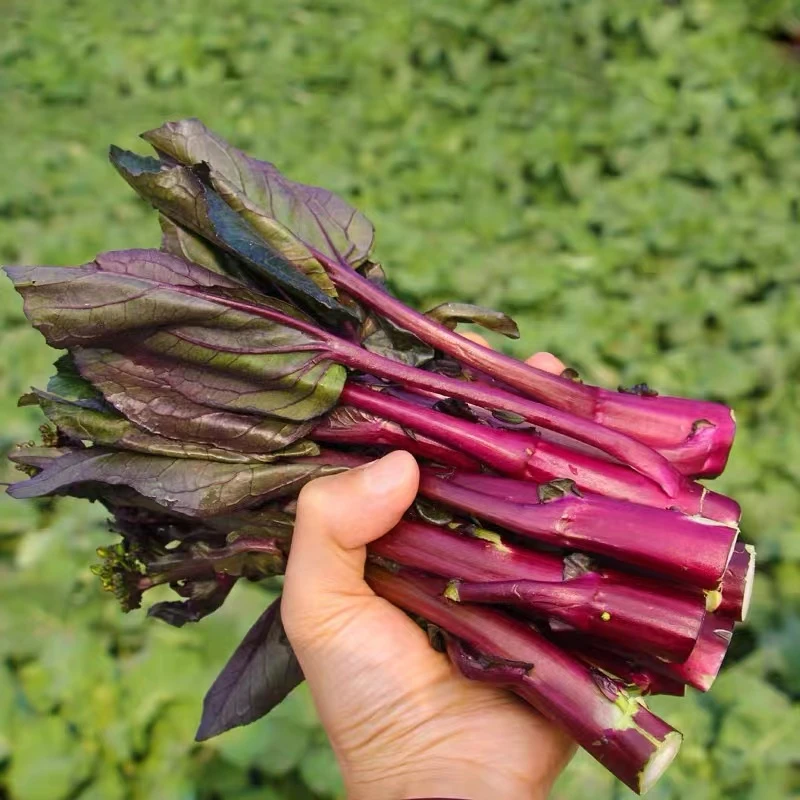 【应季红菜苔】贵州遵义农家种植新鲜现摘3-5斤顺丰包邮 坏了包赔