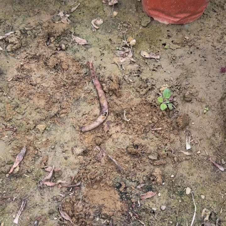 明***月寄养发货 多肉植物