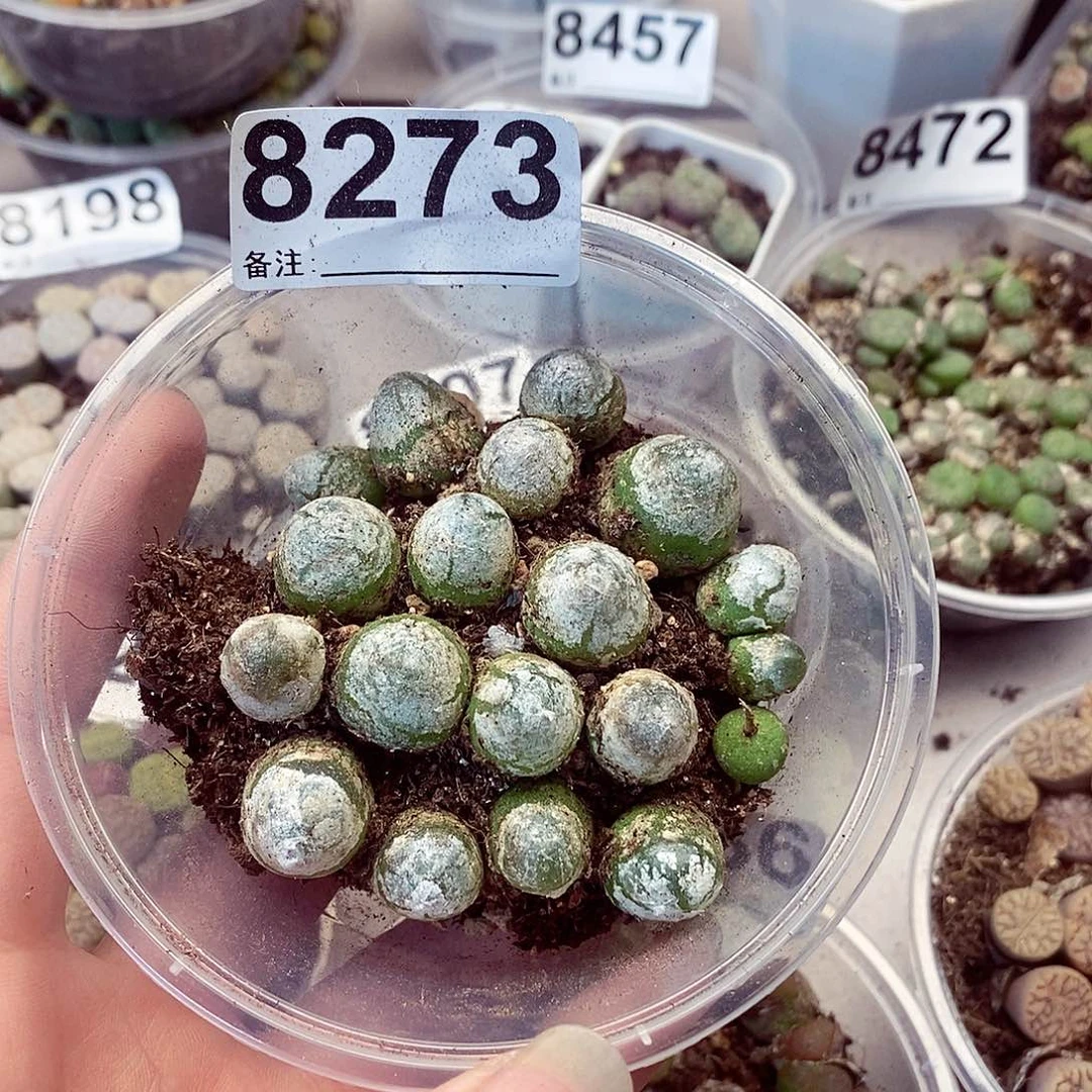 桃*8273粉你说啦灯泡