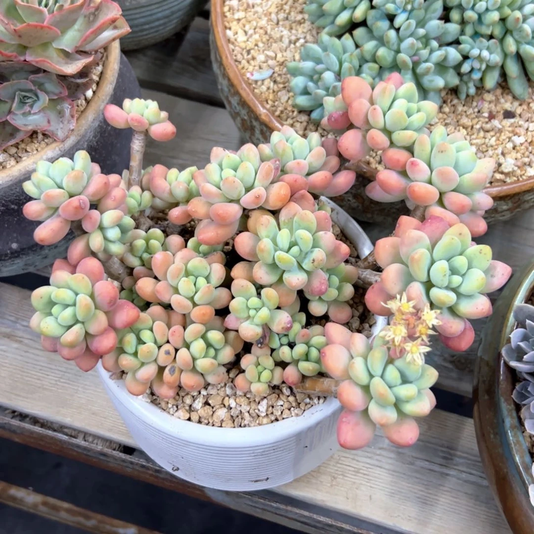 洛神38 零零多肉植物