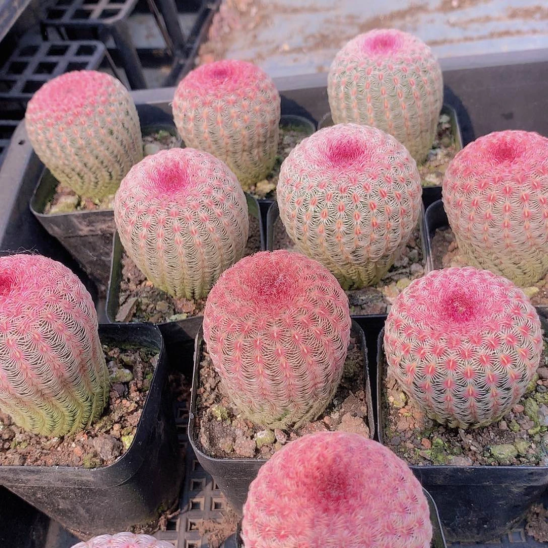 红太阳3467889999999