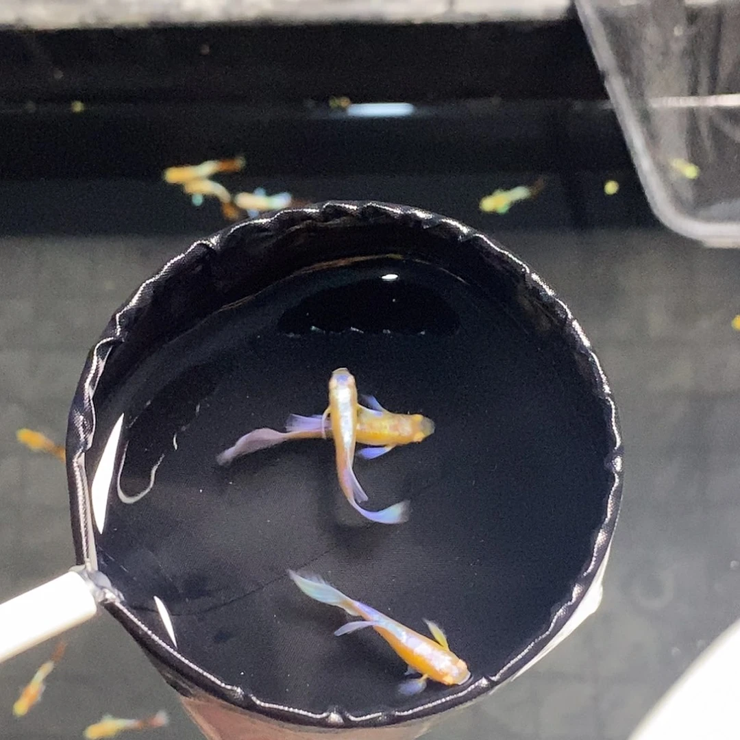 孔雀鱼紫白飞船三公两母