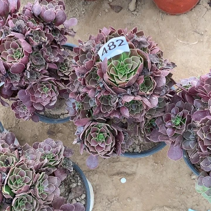 无花朵482荷兰玫瑰量拍随机发中