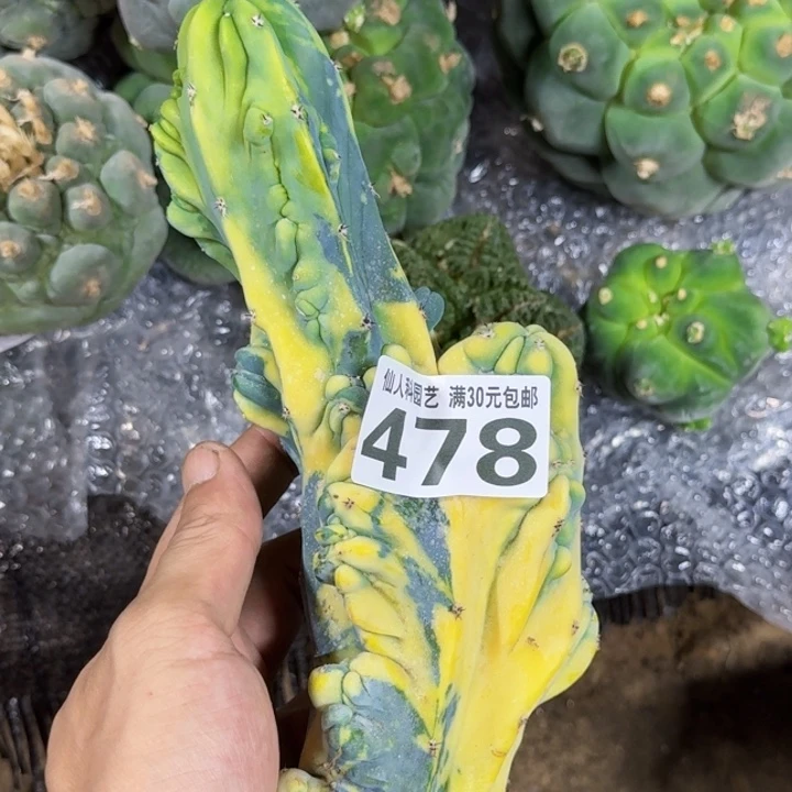 无花朵福利落地石化锦478