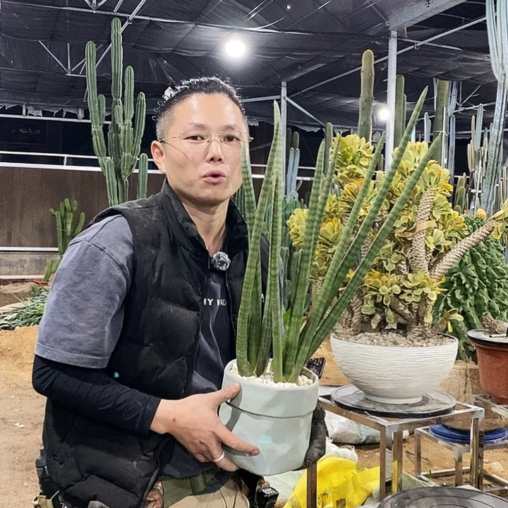 棒叶虎皮兰（3棵）高50-60公分