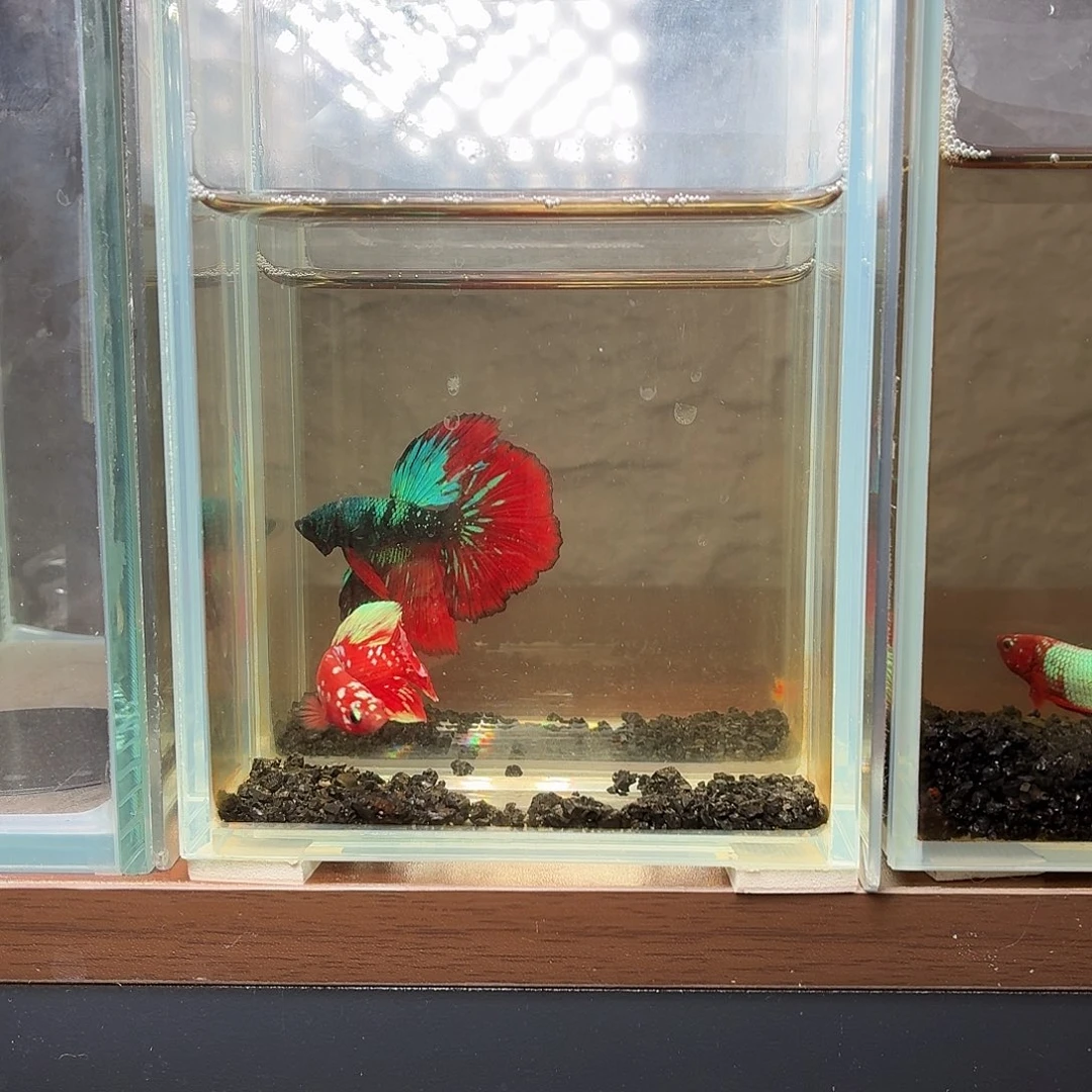 斗鱼将军公鱼彩金