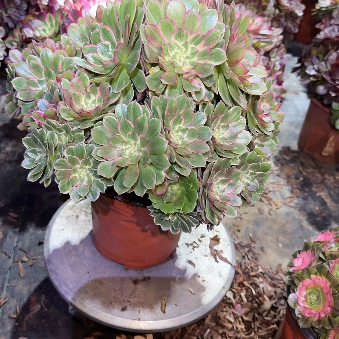 多肉植物莲花座674
