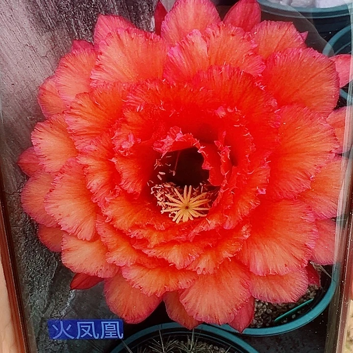 毛花柱火凤凰 15公分左右 瑕疵