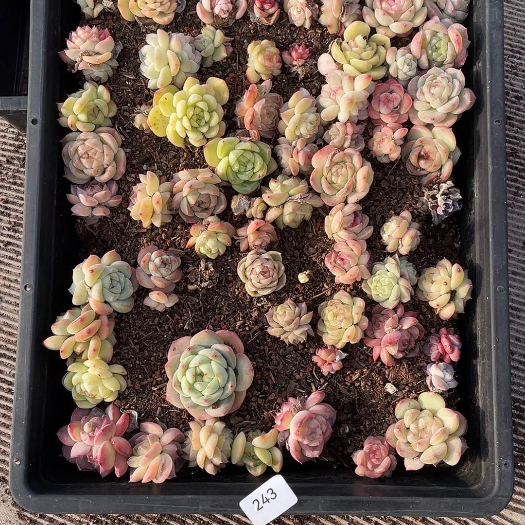 汤***人243。 定。