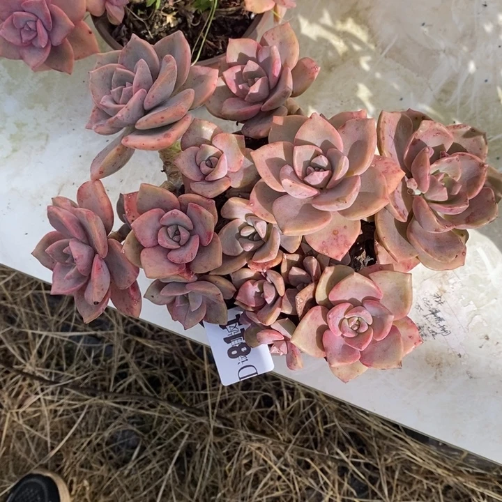 零***酸811彩虹糖多肉植物