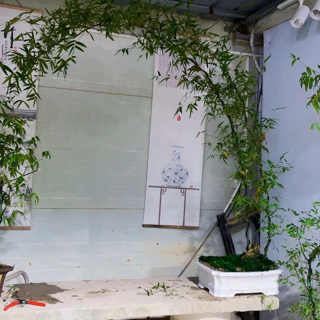 ?**?小叶簕竹熟桩陶瓷盆一物一拍