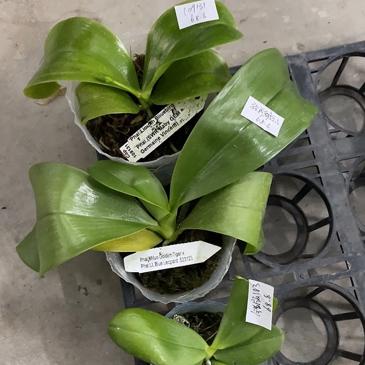 完全开放拯救原生弥陀金琥交品➕109131➕错版183不售后3颗