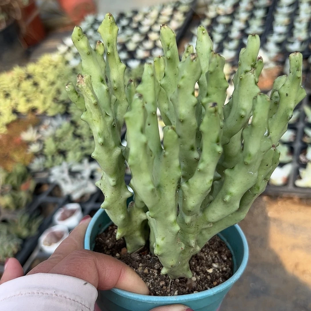 多肉植物白珊瑚群