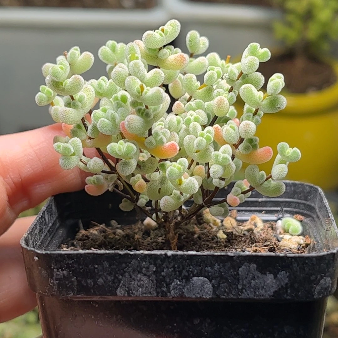 29实生奶油粉莱斯