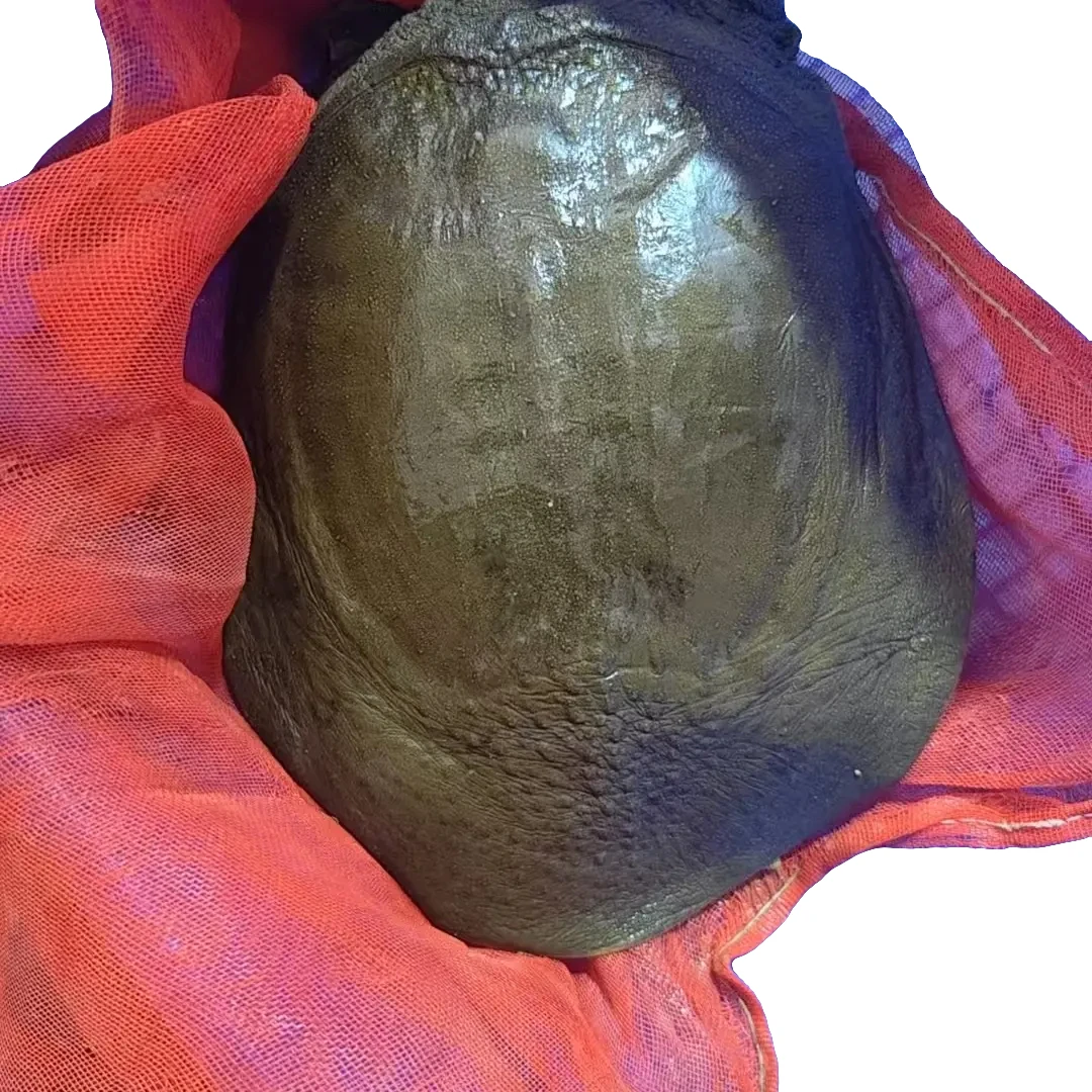 2.5-5斤潢川外塘放养生态老甲鱼顺丰包邮