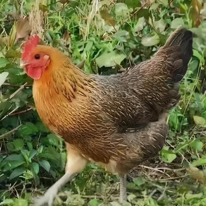 宠物鸡正宗土鸡品种1.2~1.5斤（5只）