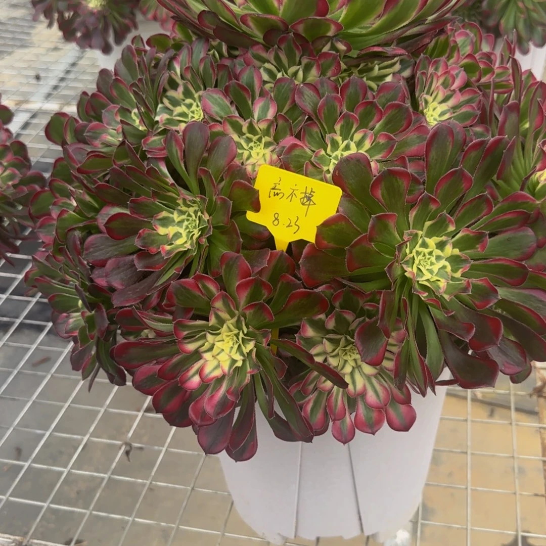 祭月法师锦88888888888