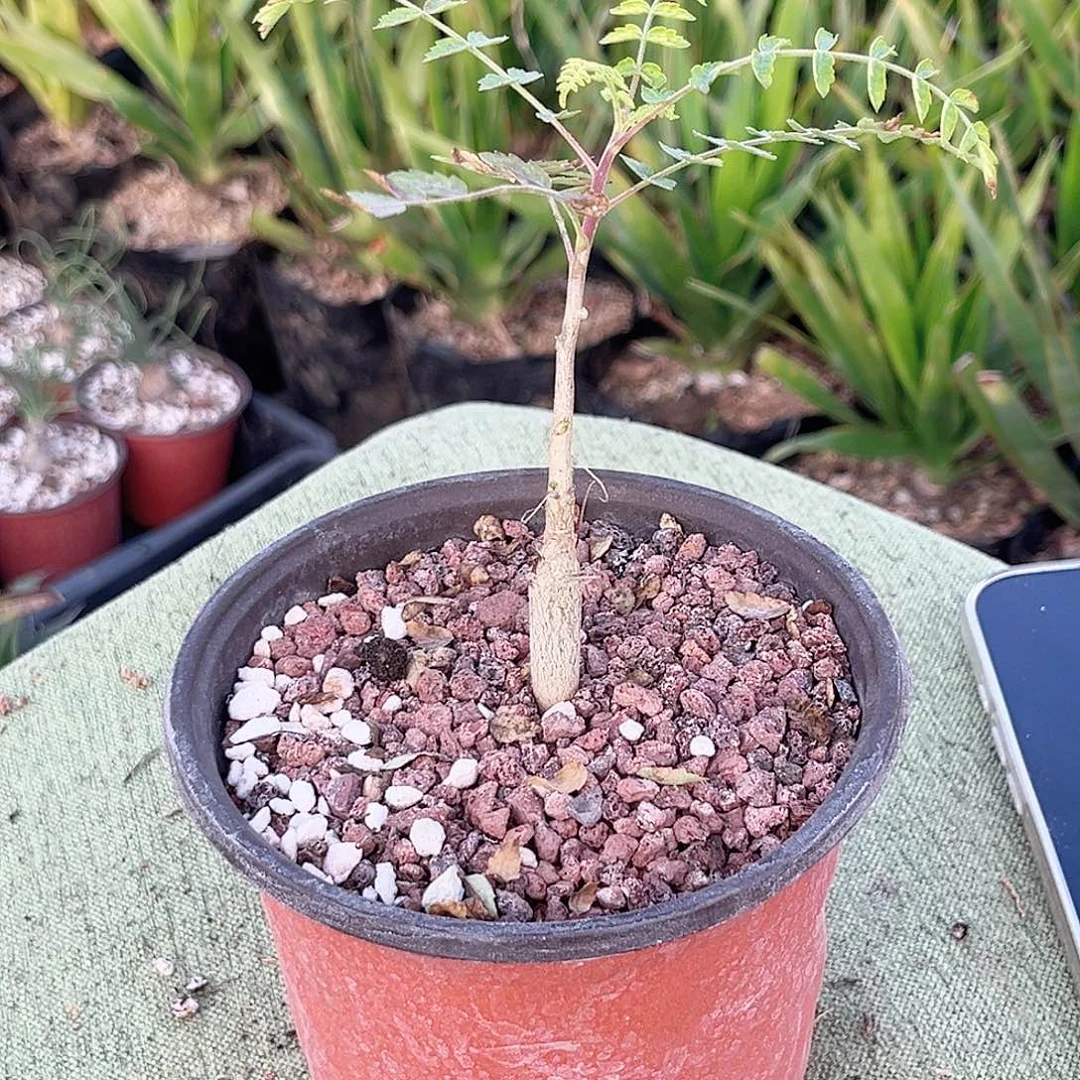 多肉植物尼勒达乳香