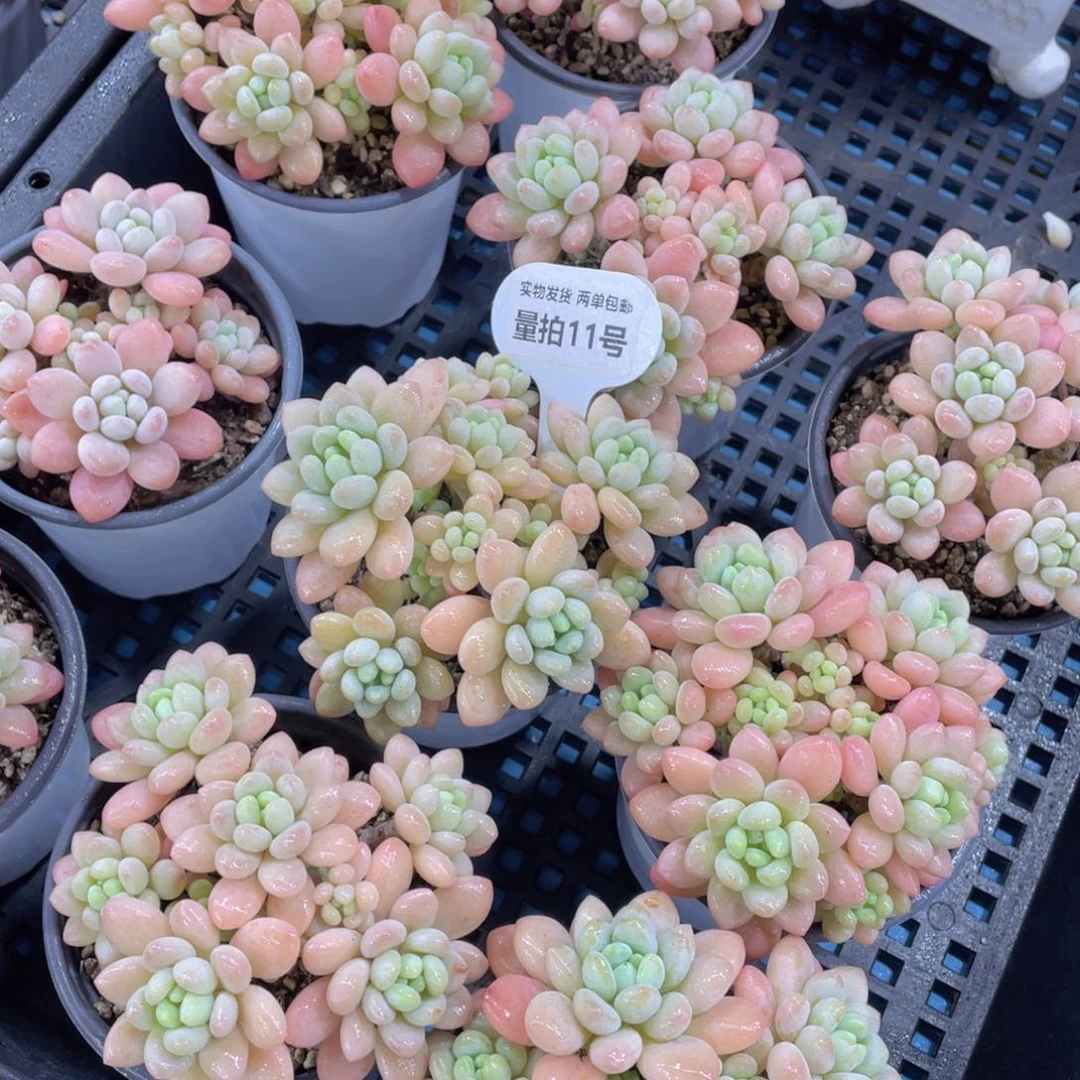 量拍11号鱼子酱多头老桩大群生一个