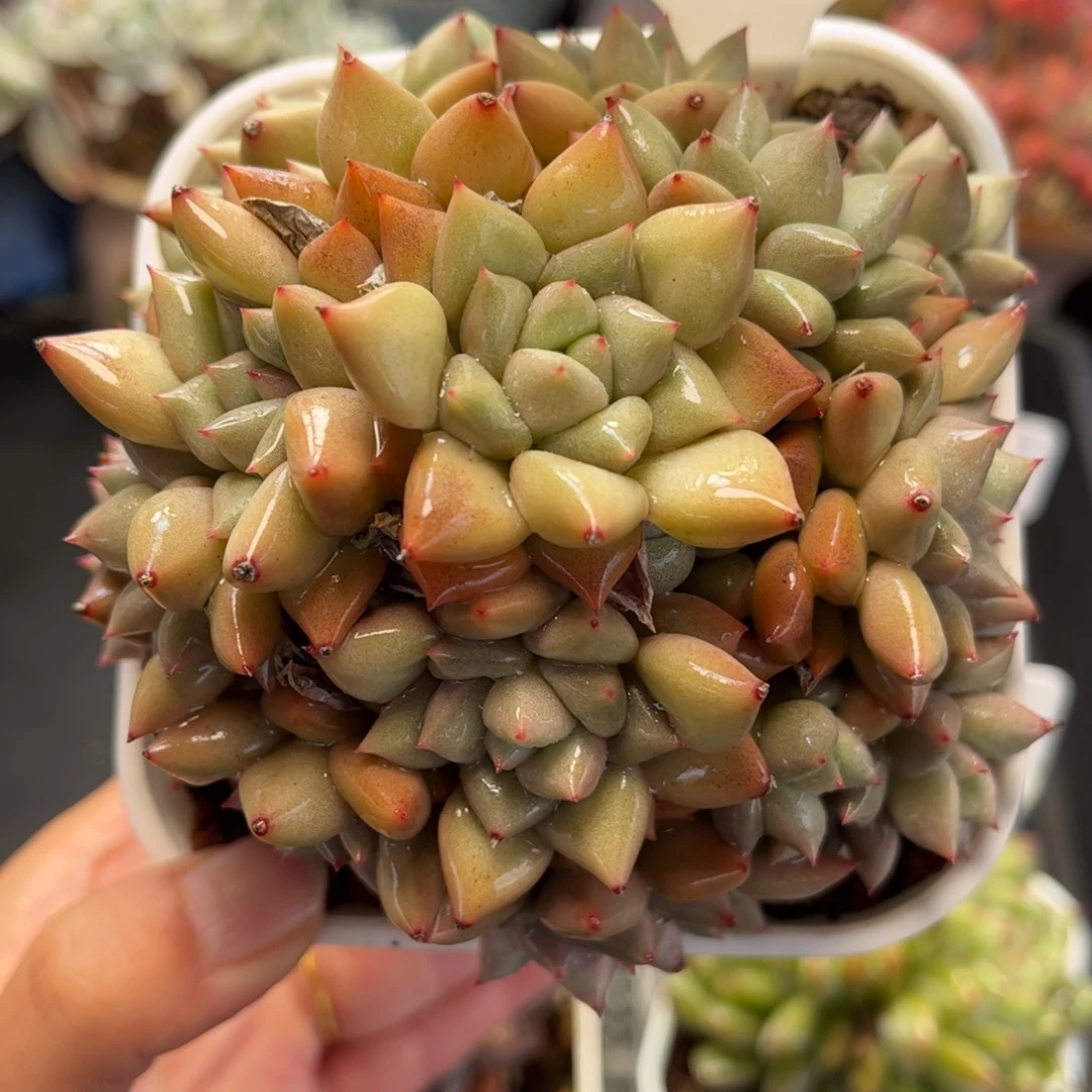 2661 满30包邮天冷地区必拍保温箱