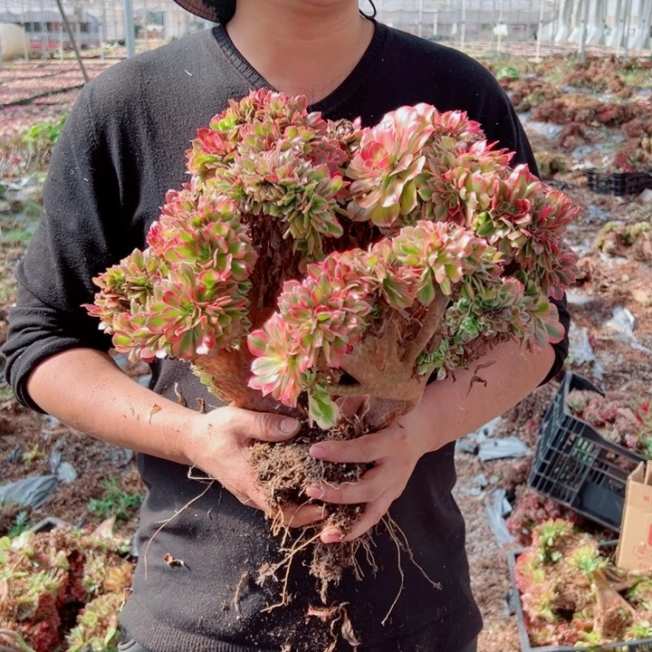 红袖醉话1号多肉法师