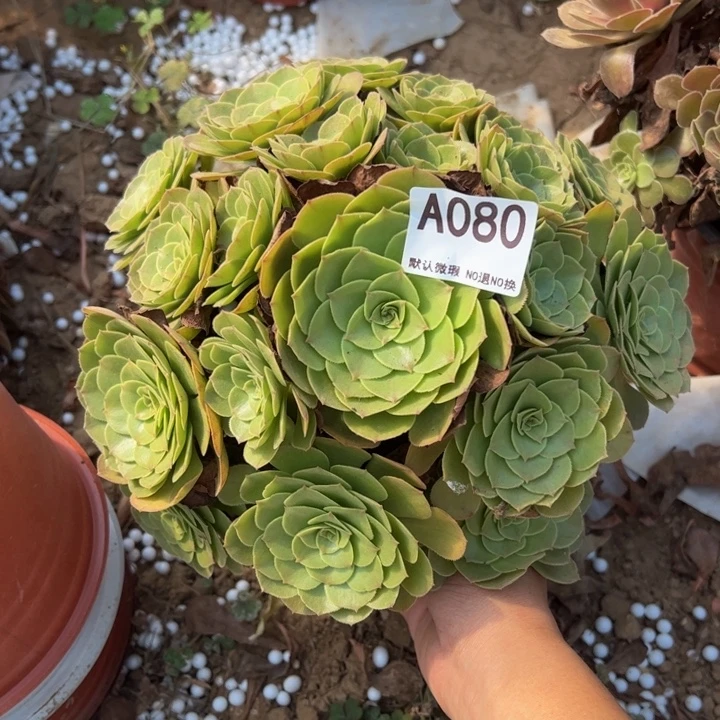 万圣节多肉植物080